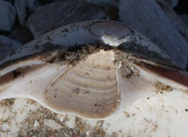 Surf Clam